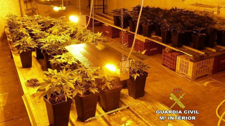 Detenido en Almassora con 78 plantas de marihuana