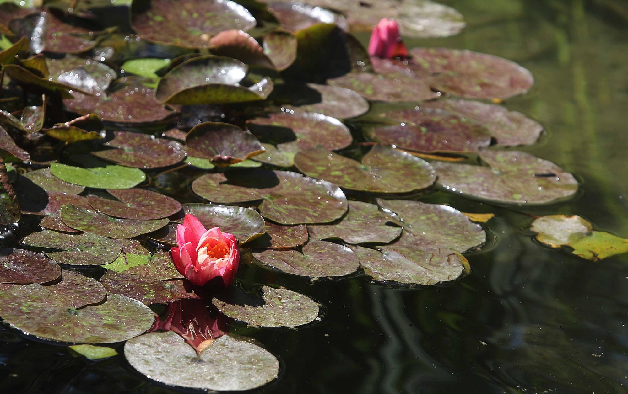 Las flores del Jardín Botánico en primavera