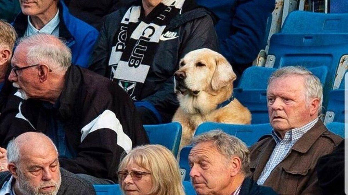 Yardley, el perro futbolero que acude a los partidos del Pollok FC escocés | Google