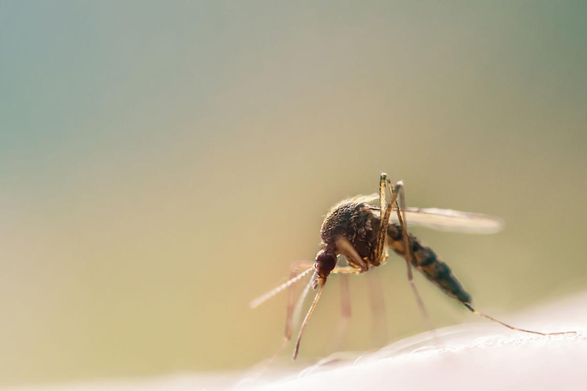 Un Aedes albopictus o mosquito tigre. Macro shot of a mosquito on human skin sucking blood. INSECTO. TRANSMISOR DE ENFERMEDADES COMO EL DENGUE Y EL ZIKA