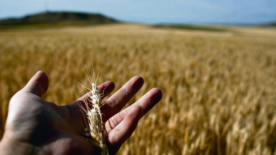 Detalle de una espiga de trigo ya agostada en una parcela situada en la Tierra del Vino.