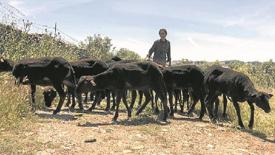 Ganaderos cacereños aplican el pastoreo de la Patagonia para dar vida a la dehesa