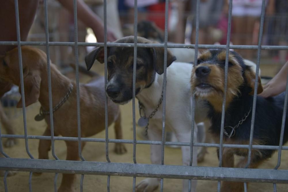 La perrera de Murcia saca sus animales a la calle