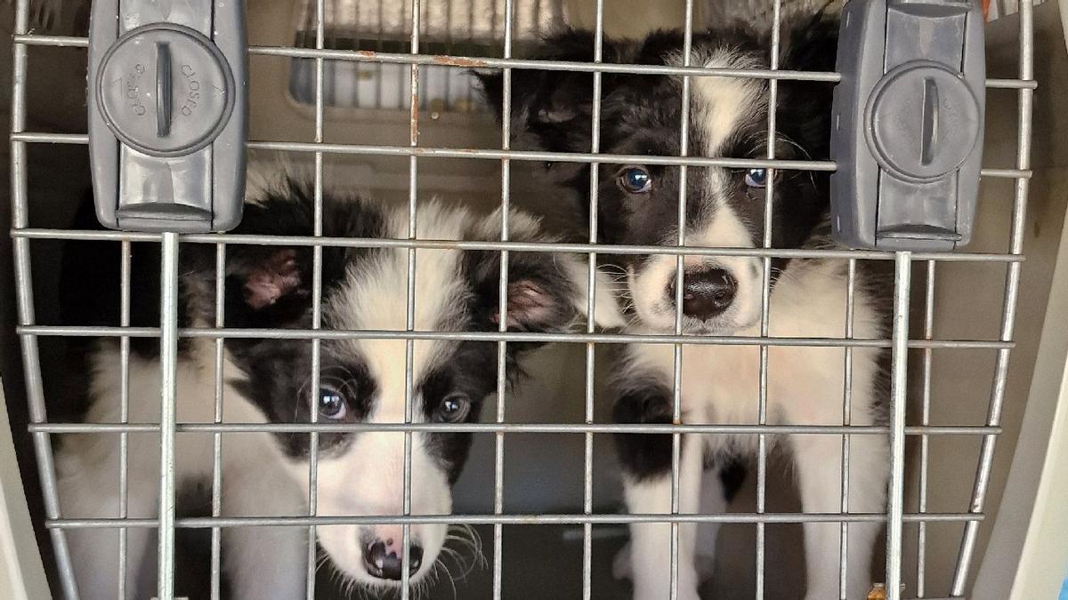 Imagen de dos cachorros rescatados por el cuerpo policial.