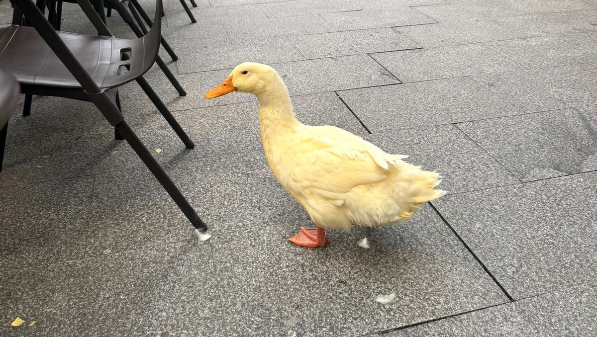 El pato Pipi, en una terraza de la calle Rosalía de Castro.