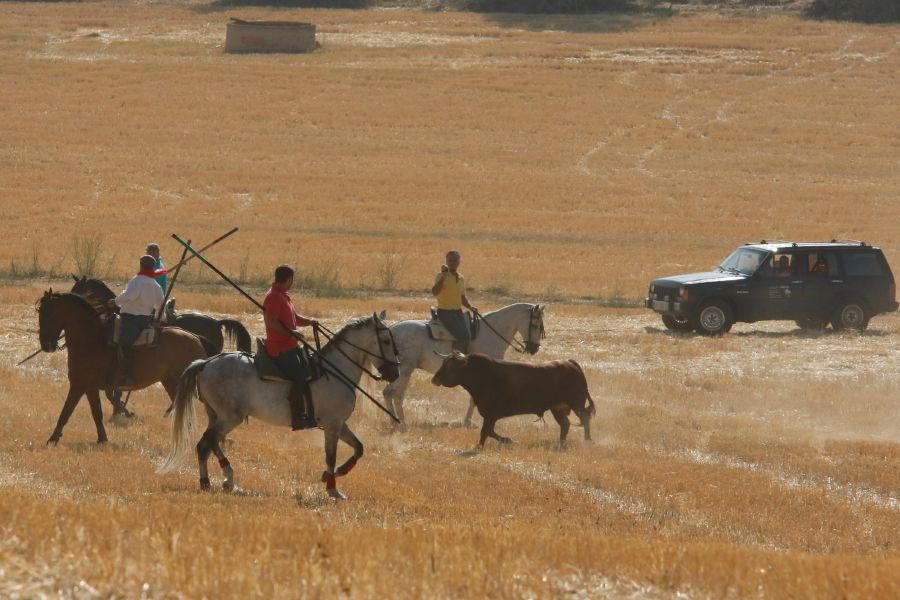 Encierro popular en Sanzoles