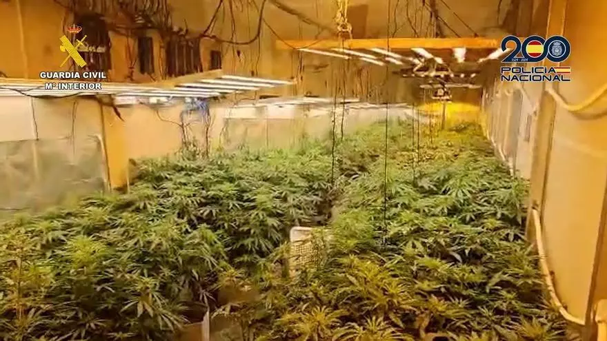 La banda relacionada con "La Santa" tenía 6,5 kilos de cocaína comprada en Madrid y una plantación "indoor" de cannabis en una nave de las Cuencas, con 762 plantas