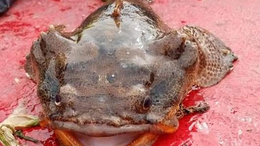 Segundo hallazgo en la ría de Arousa de un individuo de sapo lusitano