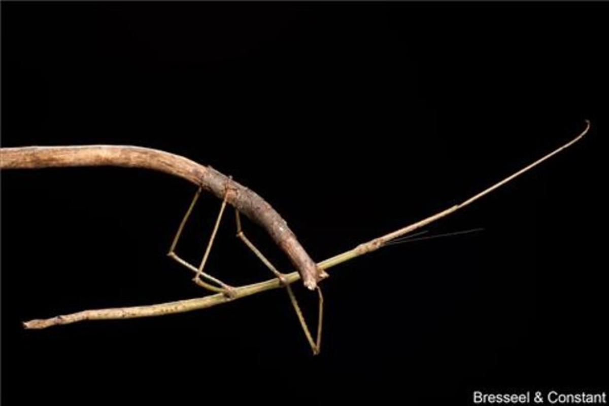 Aunque este nuevo insecto palo no es el más largo de mundo, pertenece a una familia conocida como palitos gigantes. Se conoce como Phryganistria tamdaoensis y tiene cerca de 23 cm de largo y es un maestro del camuflaje. Encontrado en el Parque Nacional de Tam Dao (Vietnam), ha pasado desapercibido durante años para los entomólogos que trabajan en la región. Este insecto palo gigante se puede observar en vivo en Bruselas, en el Royan Belgian Institute of Nature Sciences. El insecto palo más largo que se conoce es el Phobaeticus Chani que, con más de 56 cm, fue encontrado en Nueva Guinea.