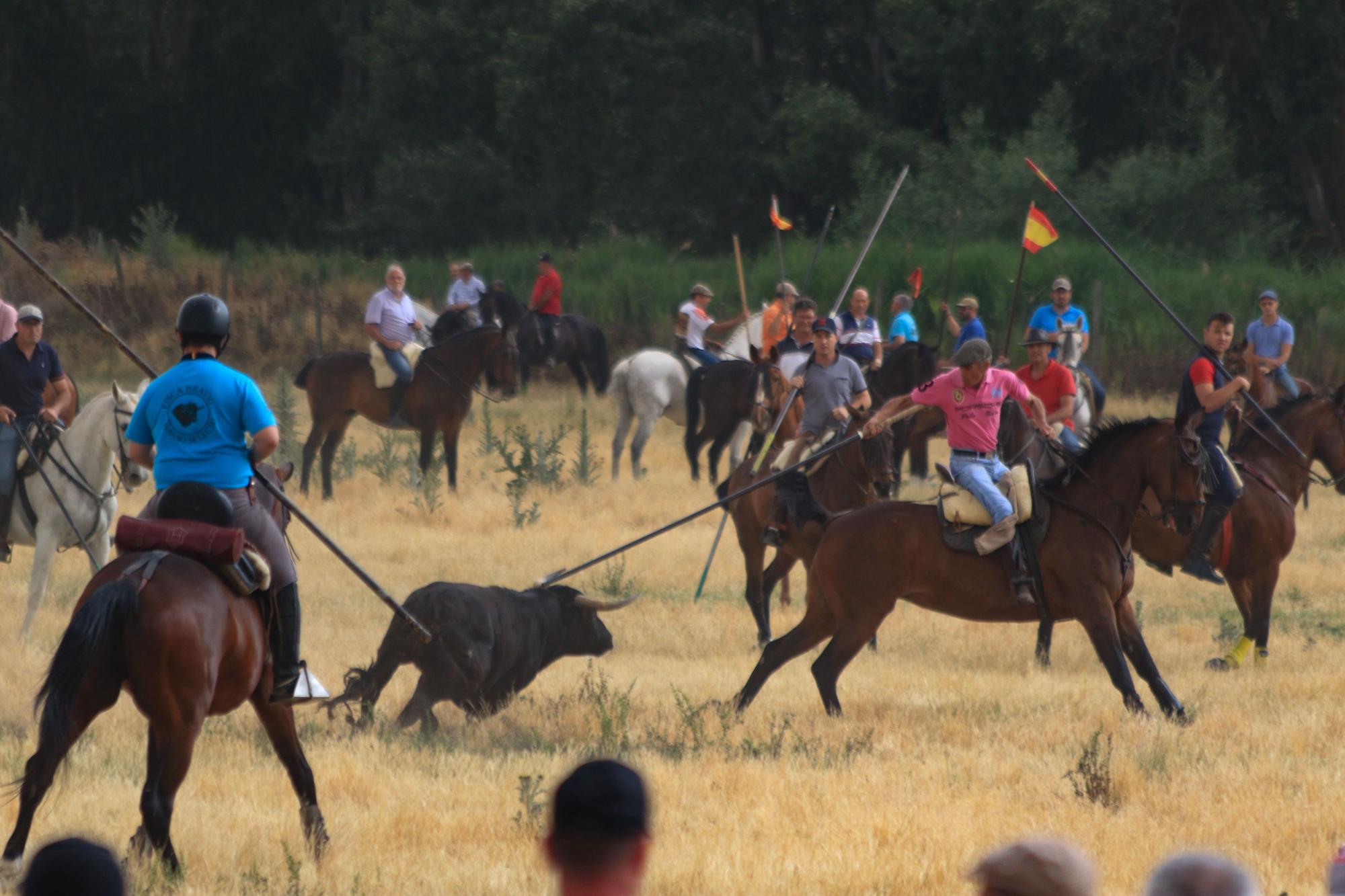 GALERÍA | Encierro mixto en Vadillo de la Guareña