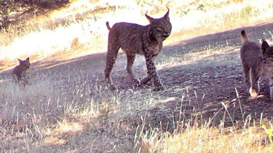 El lince cría ya en libertad