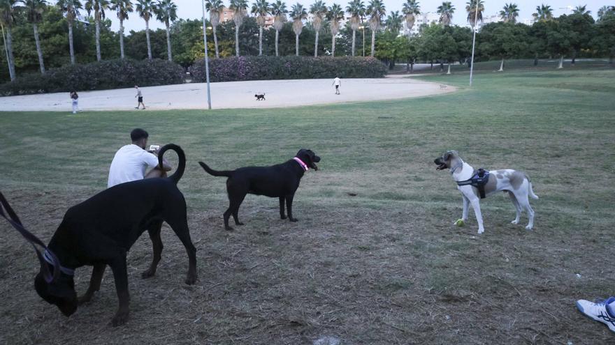 Los perros quieren más espacio en Playa de San Juan