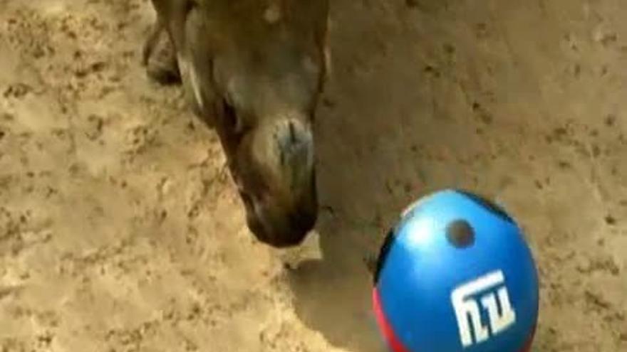 Un rinoceronte, adivino del ganador de la Super Bowl