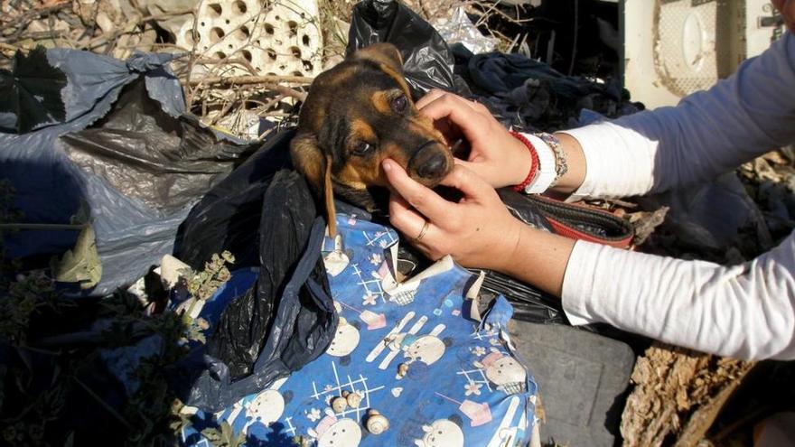 Rescatada una cachorro abandonada en una bolsa de basura con el hocico atado