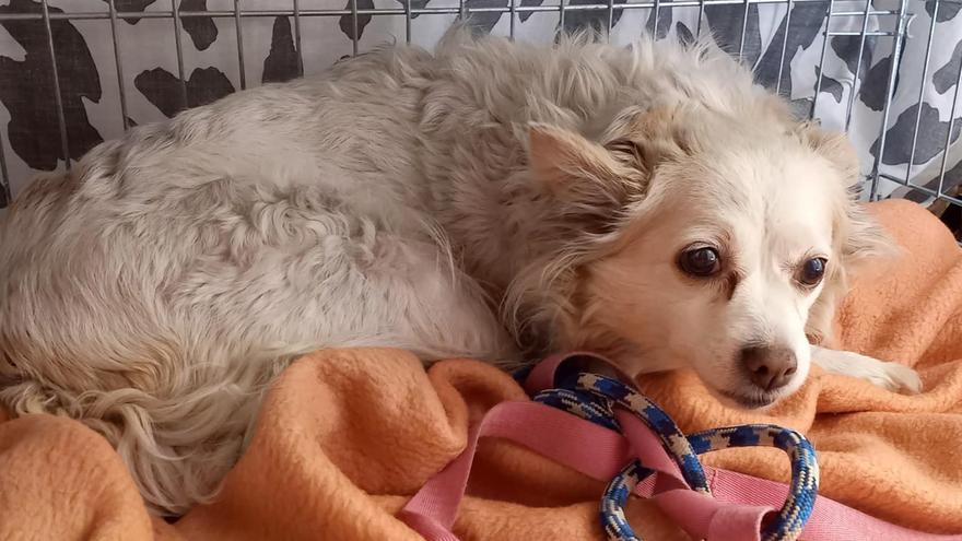 La historia de la perra que perdió a sus dueños en uno de los incendios mortales de Moncada