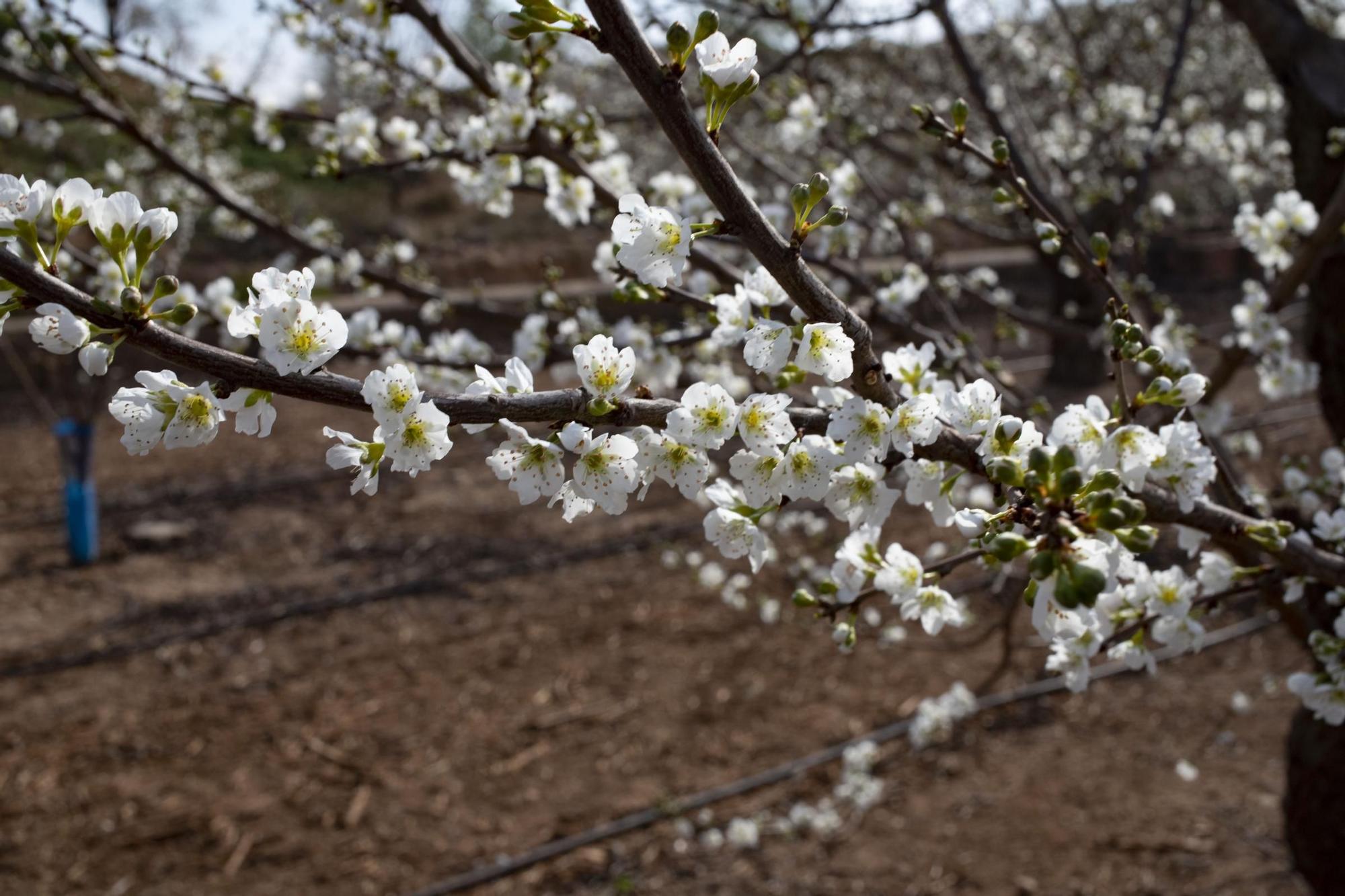 Los almendros en flor ya alegran los paisajes valencianos