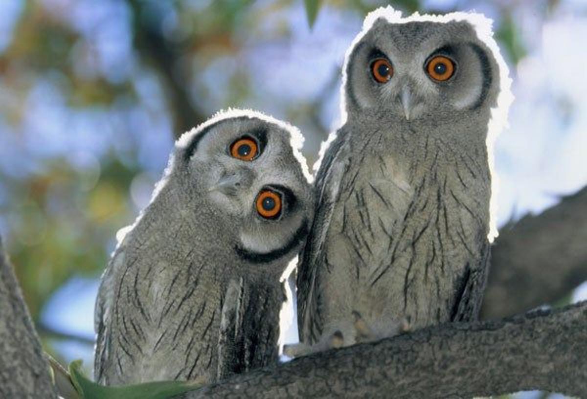 Búhos en el Parque Nacional de Etosha.