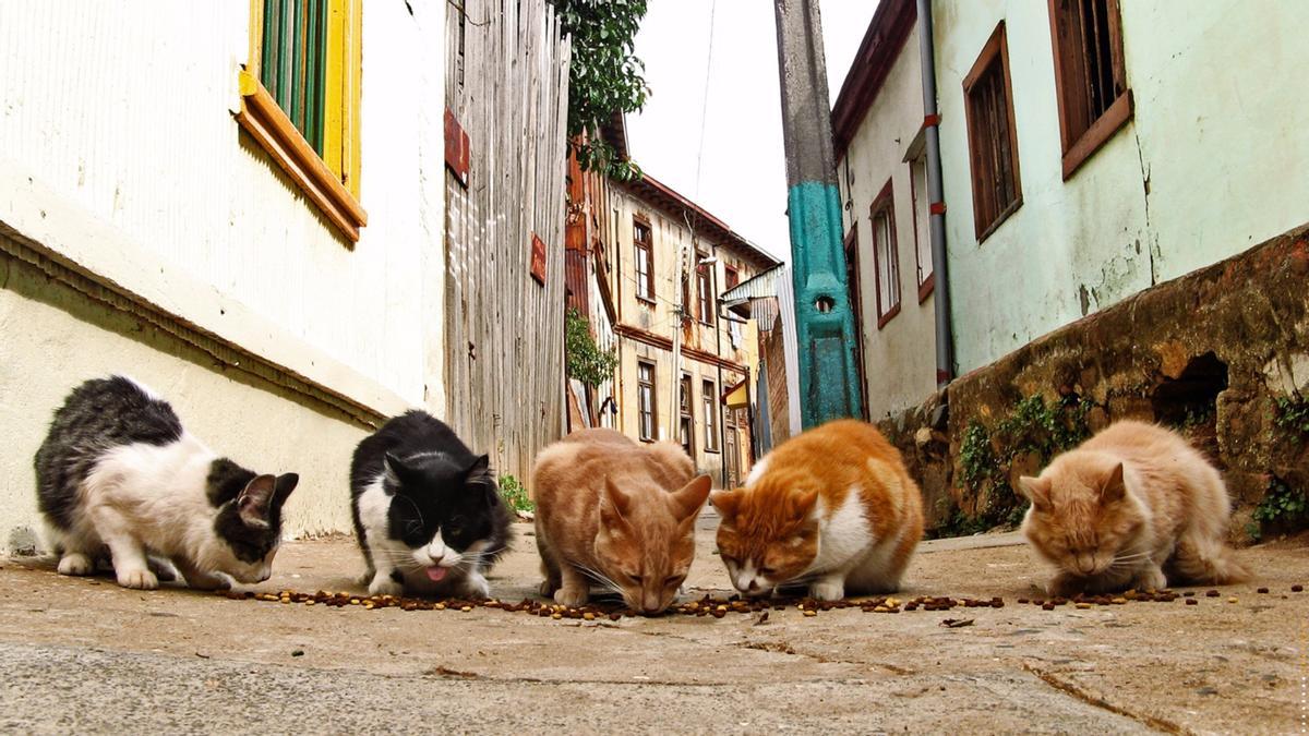 Gatos callejeros.