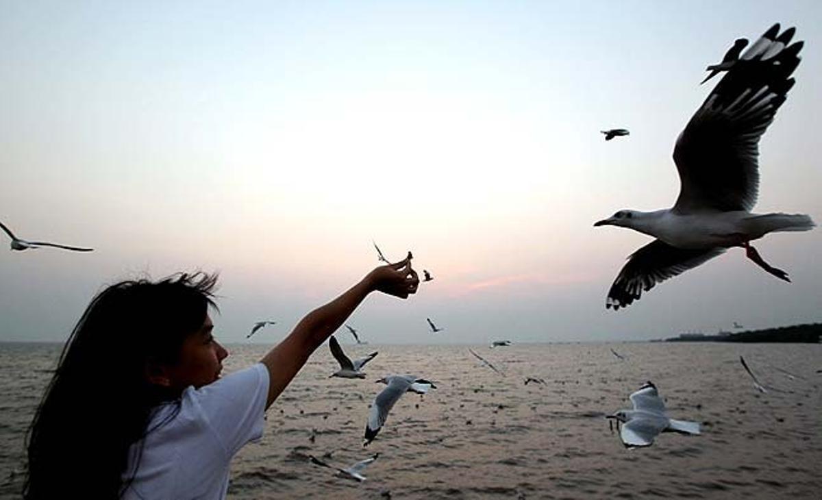 Una nena alimenta les gavines de la costa de Bang Pu, a la província de Samut Prakan (Tailàndia). Cada any, entre l’octubre i el març, milers de gavines migren al mar de Bang Pu des de Sibèria per escapar del cru hivern.