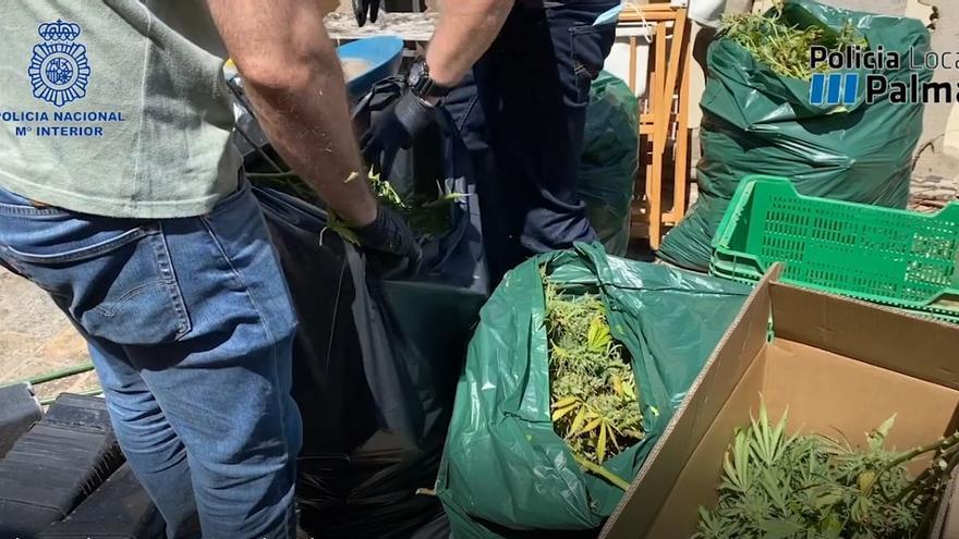 La Policía interviene más de 4.400 plantas de marihuana en dos viviendas de Palma