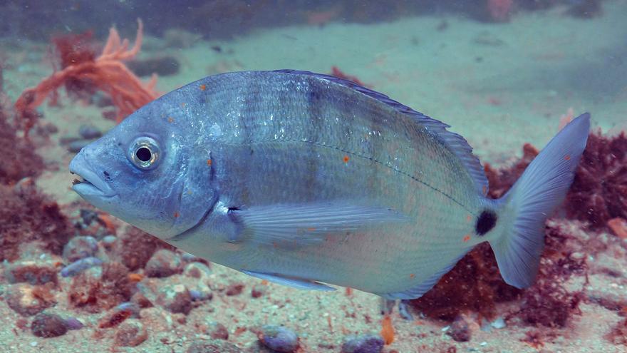 Was Experten zum Phänomen der beißenden Fische auf Mallorca sagen