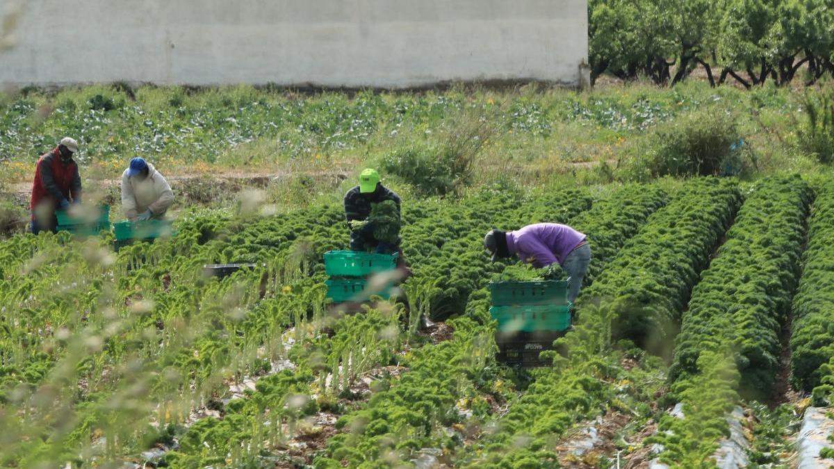 Varios agricultores trabajando en una explotación del Valle del Guadalentín.