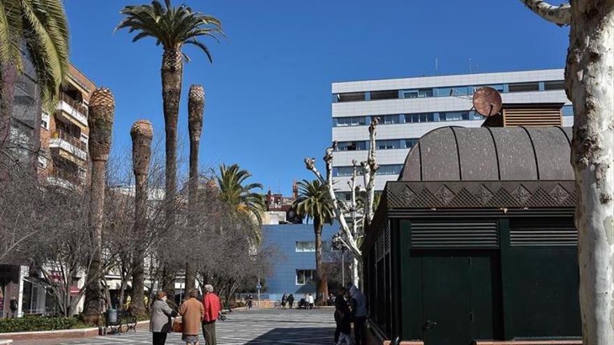 La lucha contra el picudo rojo enfrenta ahora al ayuntamiento con la Junta