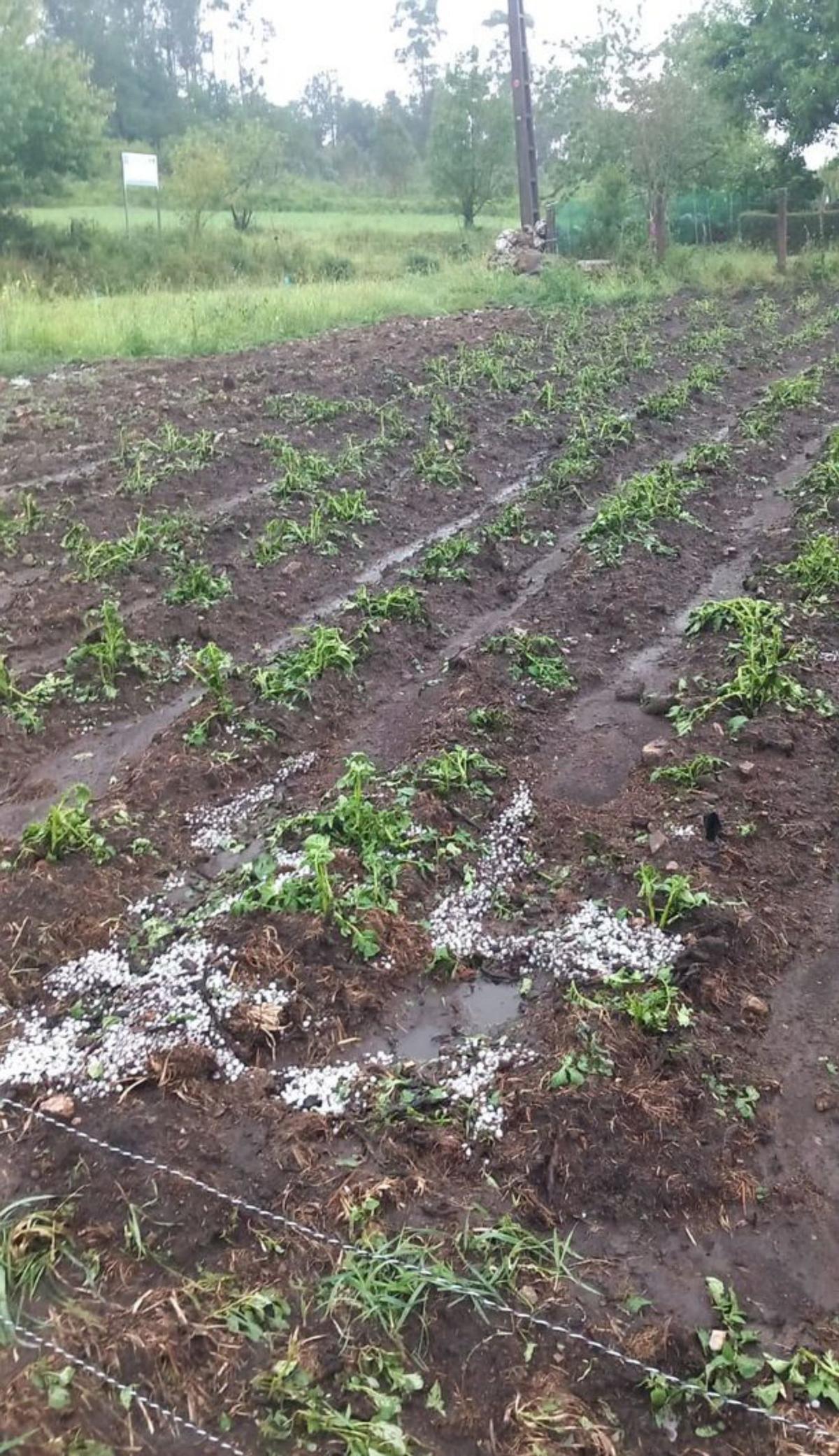 La tormenta destroza plantaciones de huerta para autoconsumo e inunda bajos de viviendas