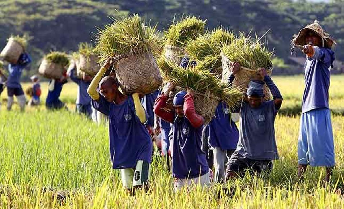Reclusos porten cistelles d’arròs amb closca durant la temporada de collita en una colònia penal a l’illa de Palawan (Filipines). Els presos condemnats a cadena perpètua tenen permís per cultivar i guanyar-se la vida a les colònies penals a Filipines.
