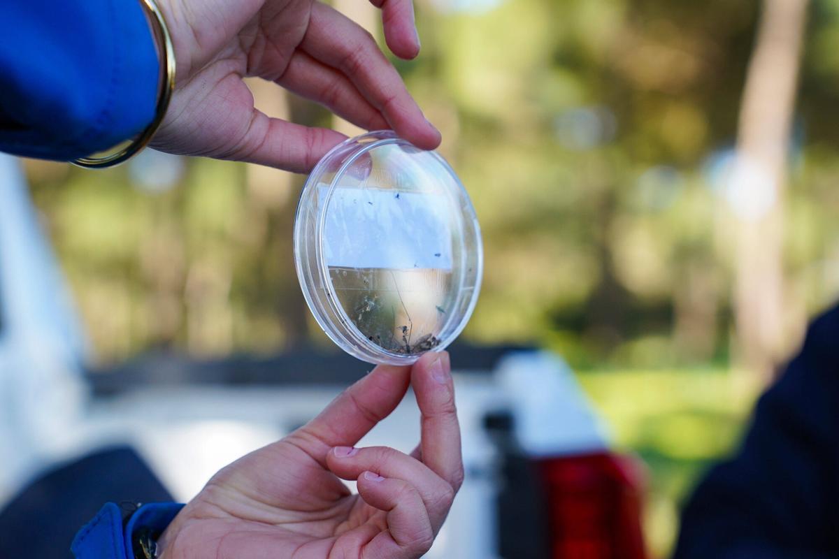 Campaña contra los mosquitos transmisores del virus del Nilo - Villamanrique de la Condesa