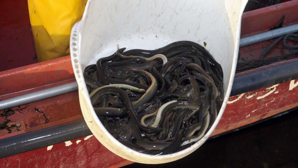 Galicia y otras cinco comunidades frenan el veto a la pesca de la anguila