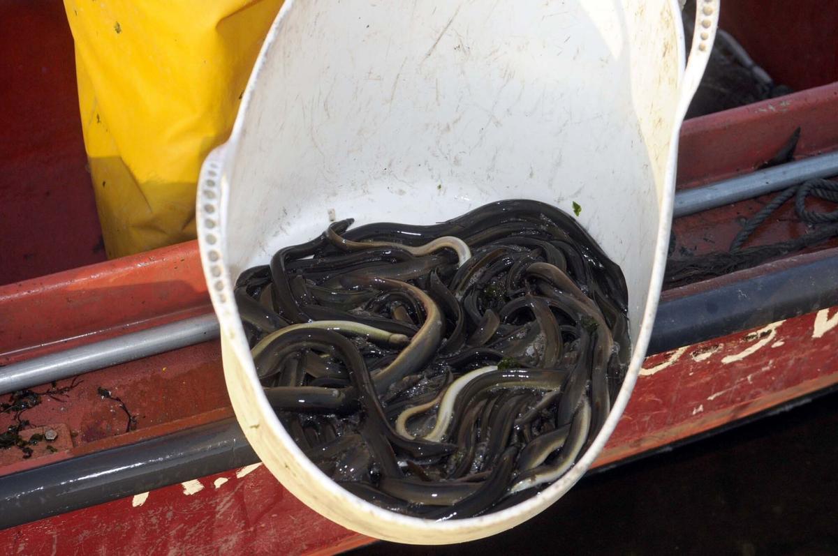 Pesca de anguila en el río Ulla.