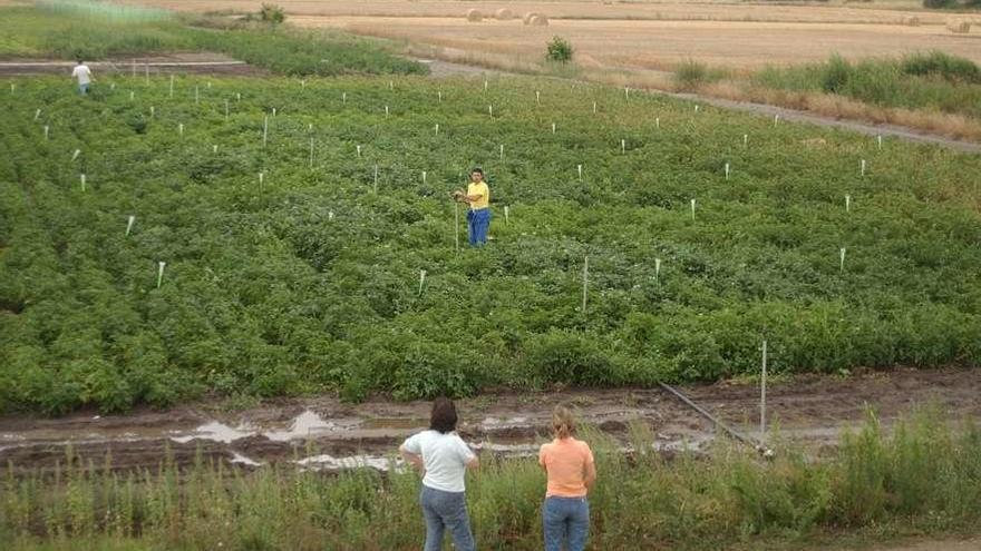 Dos mujeres hablan con un hombre en una explotación en Xinzo de Limia. // Iñaki Osorio