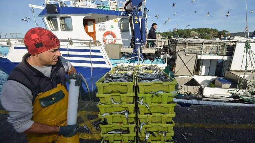 Un marinero envuelve varias cajas de jurel descargadas en un puerto gallego.