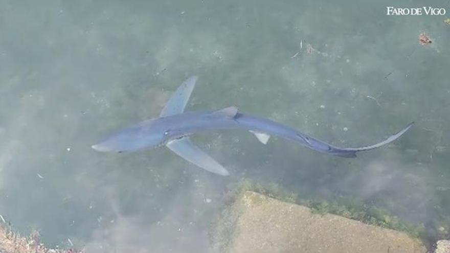 Avistan un tiburón azul merodeando por A Illa