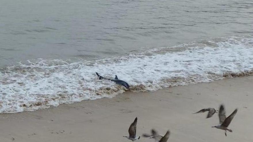Un rescate muy especial: devuelven al mar un delfín varado en la playa de Lastres
