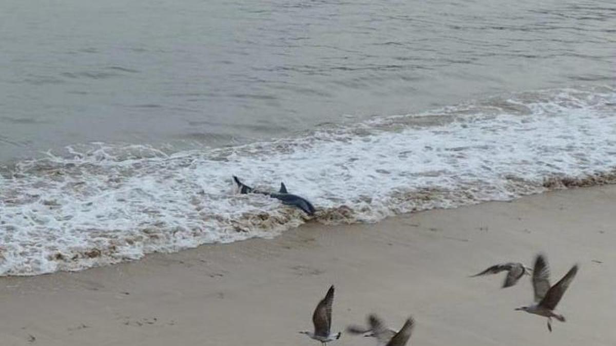 Un delfín aparece en la orilla de la playa de Lastres