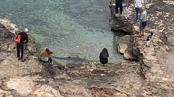 Aparece un tiburón de dos metros en una playa de Ibiza.