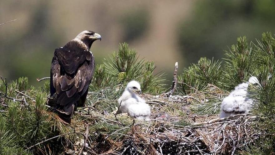 El águila imperial ibérica resiste en Córdoba