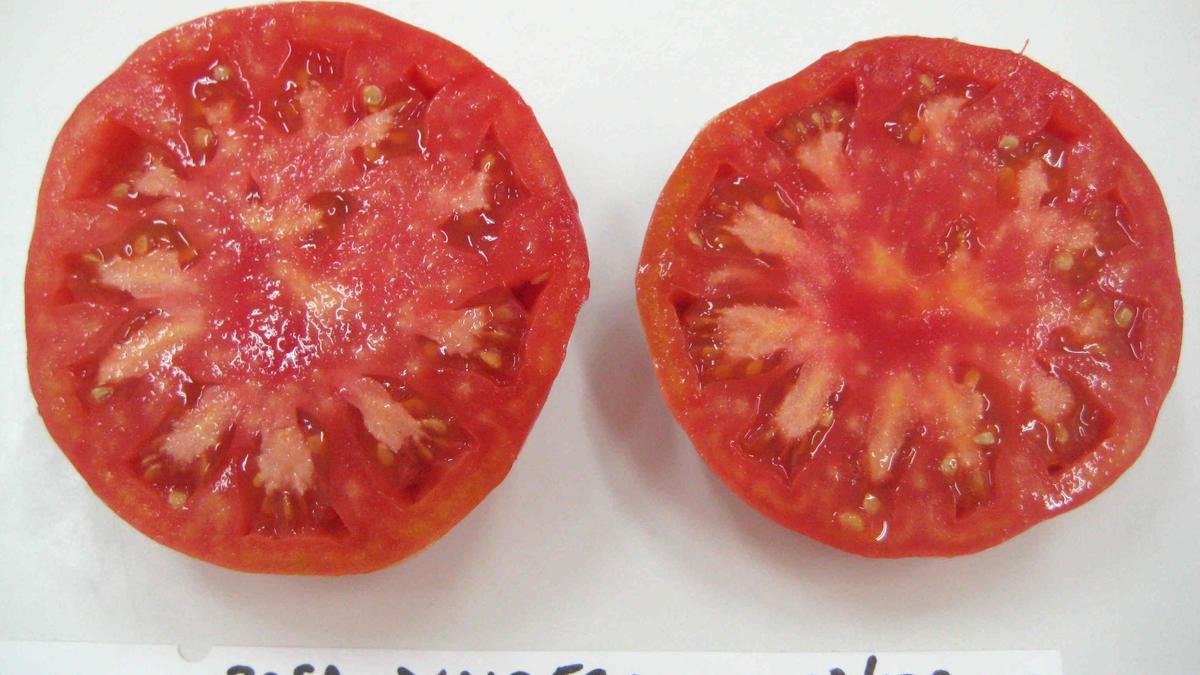 Aspecto de un tomate de Albesa, una variedad de difícil transporte y comercialización por su frágil cáscara.