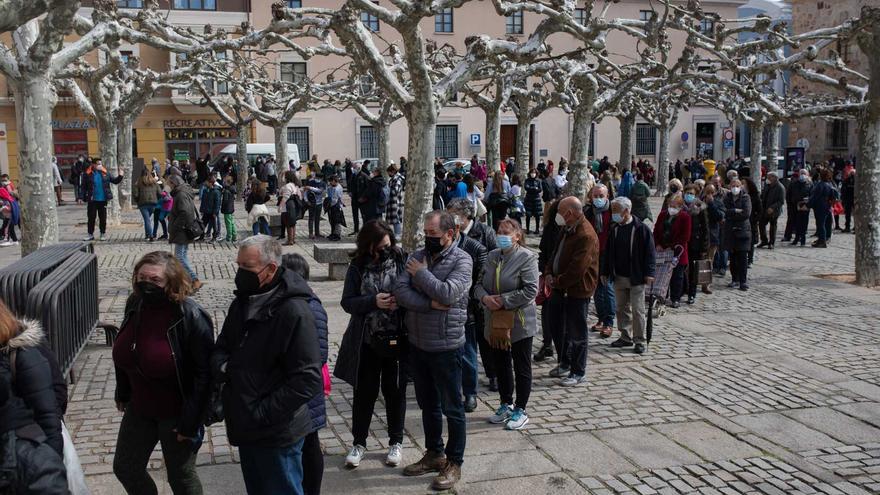 GALERÍAS | Furor en Zamora por conseguir un árbol gratis