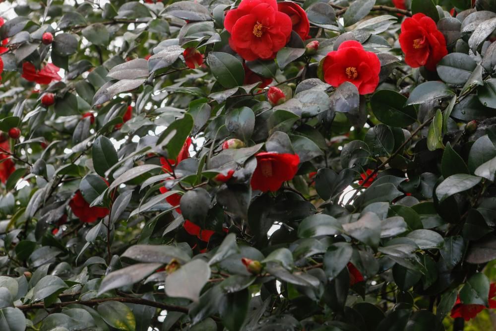 Camelias en el Botánico