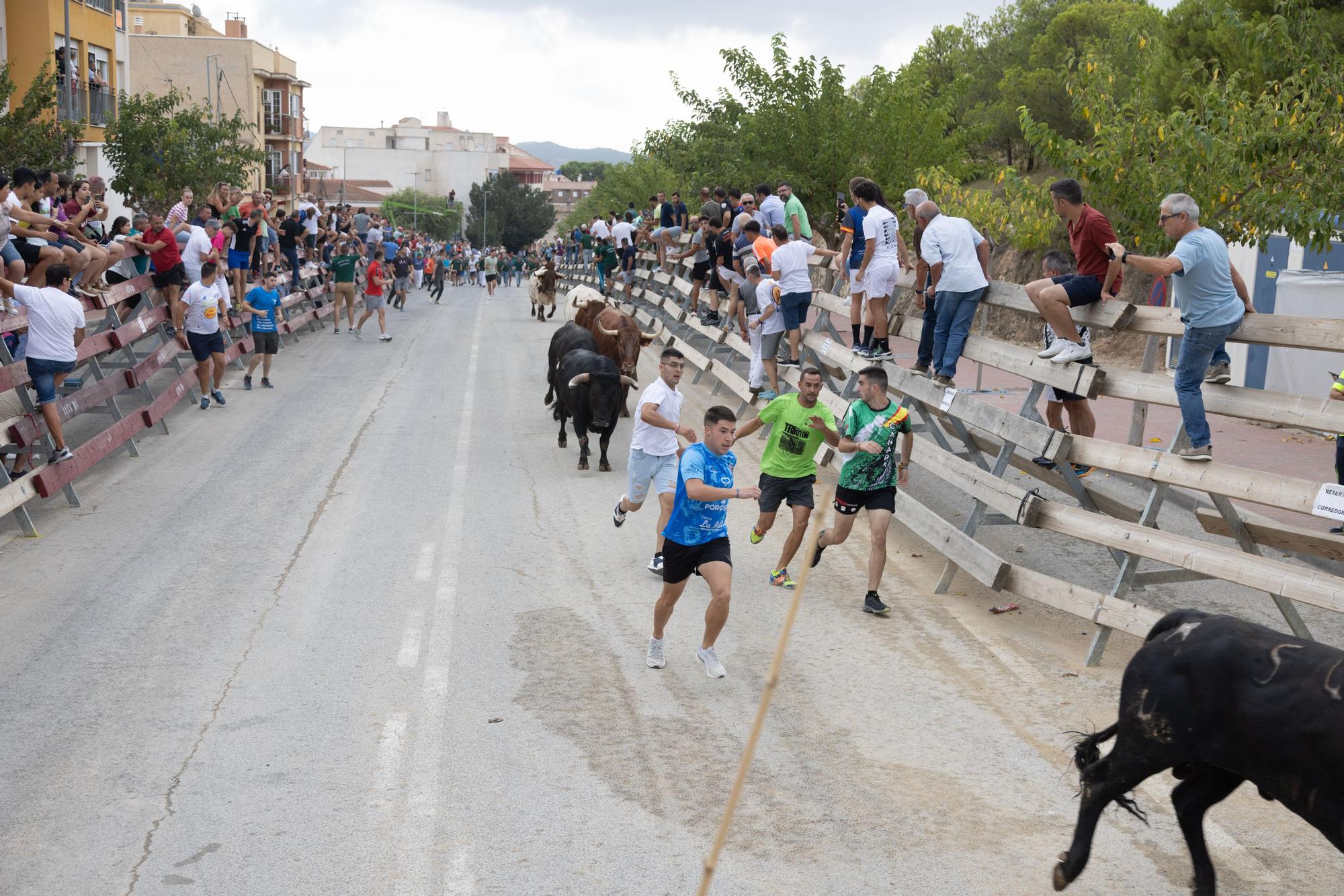 Tercer encierro de la Feria Taurina del Arroz en Calasparra