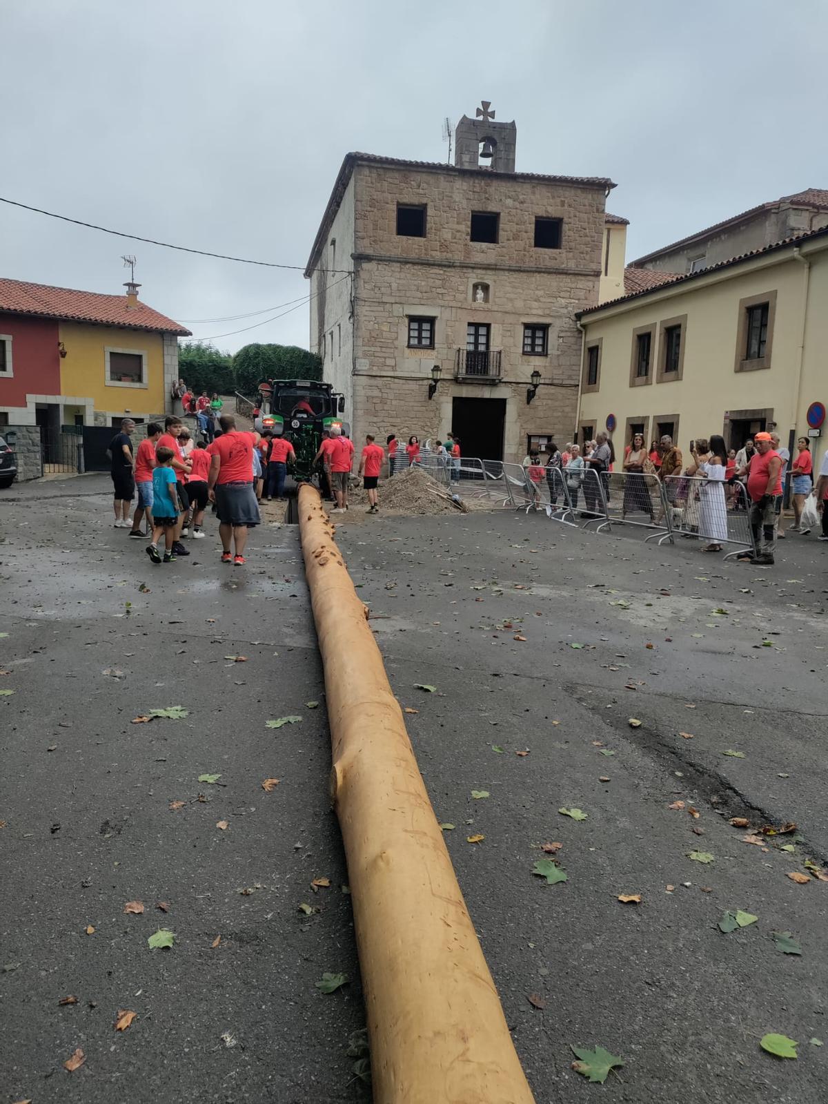 Celoriu planta la hoguera