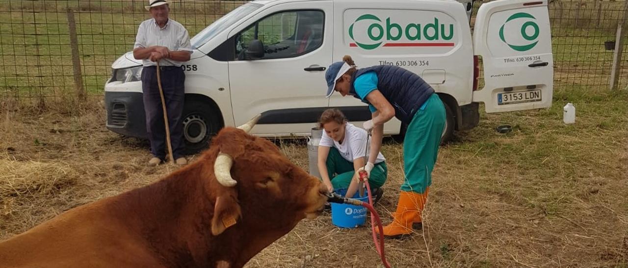 Las veterinarias hidratan a un toro enfermo de EHE en una finca de Fuentesaúco