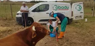 Los veterinarios, desbordados ante la EHE en Zamora: "Hay explotaciones que lo están pasando muy mal"