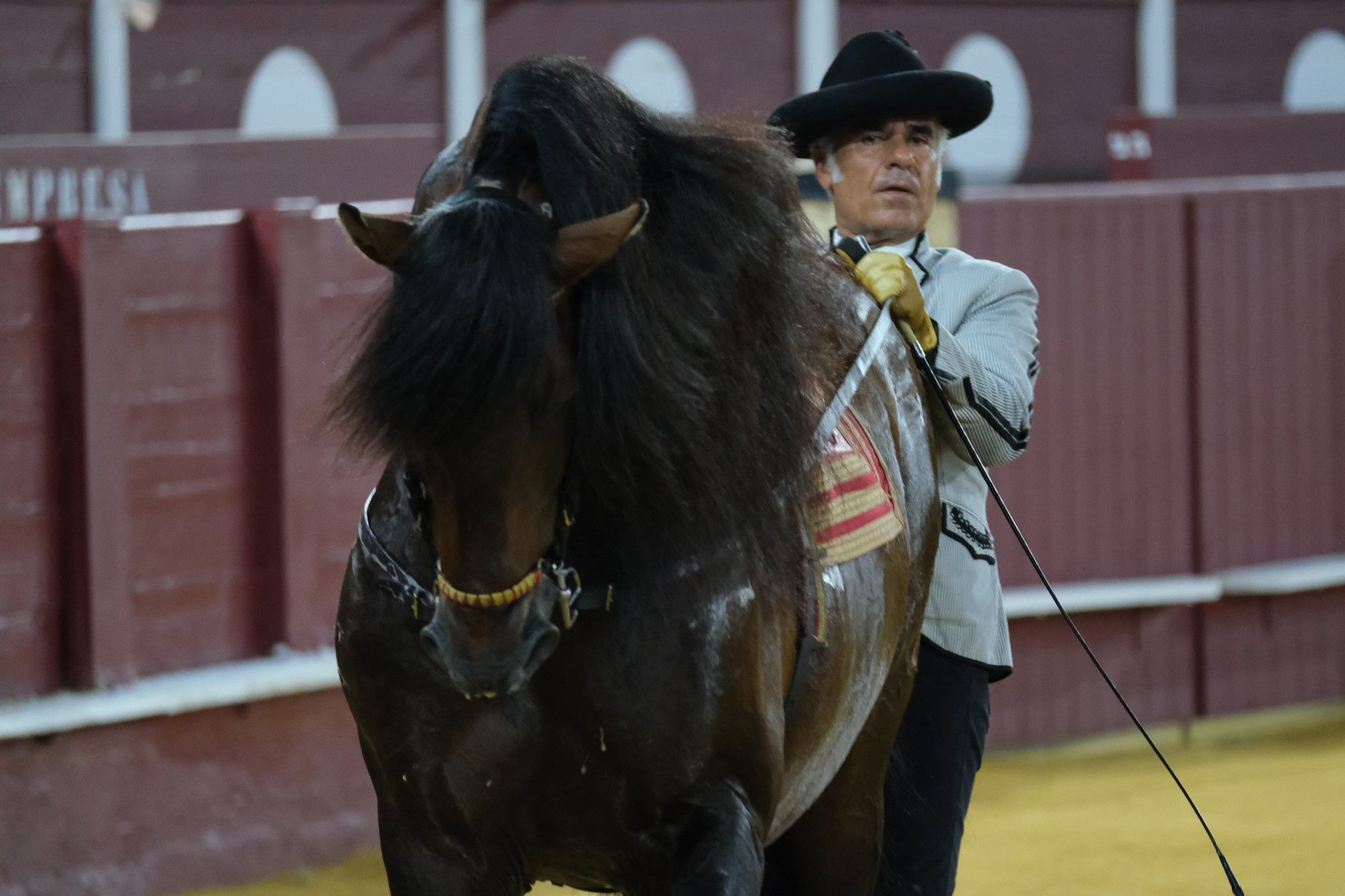 Los caballos andaluces bailan sobre el albero de La Malagueta