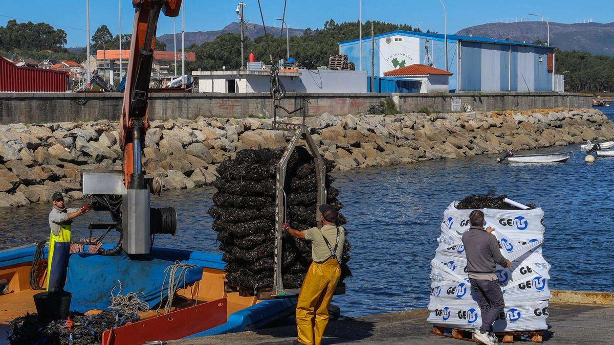 Descargas de mejillón para fresco en el muelle de O Xufre (A Illa), ayer.
