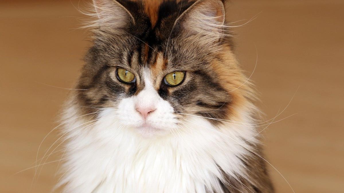 Gato de la raza Maine Coon.