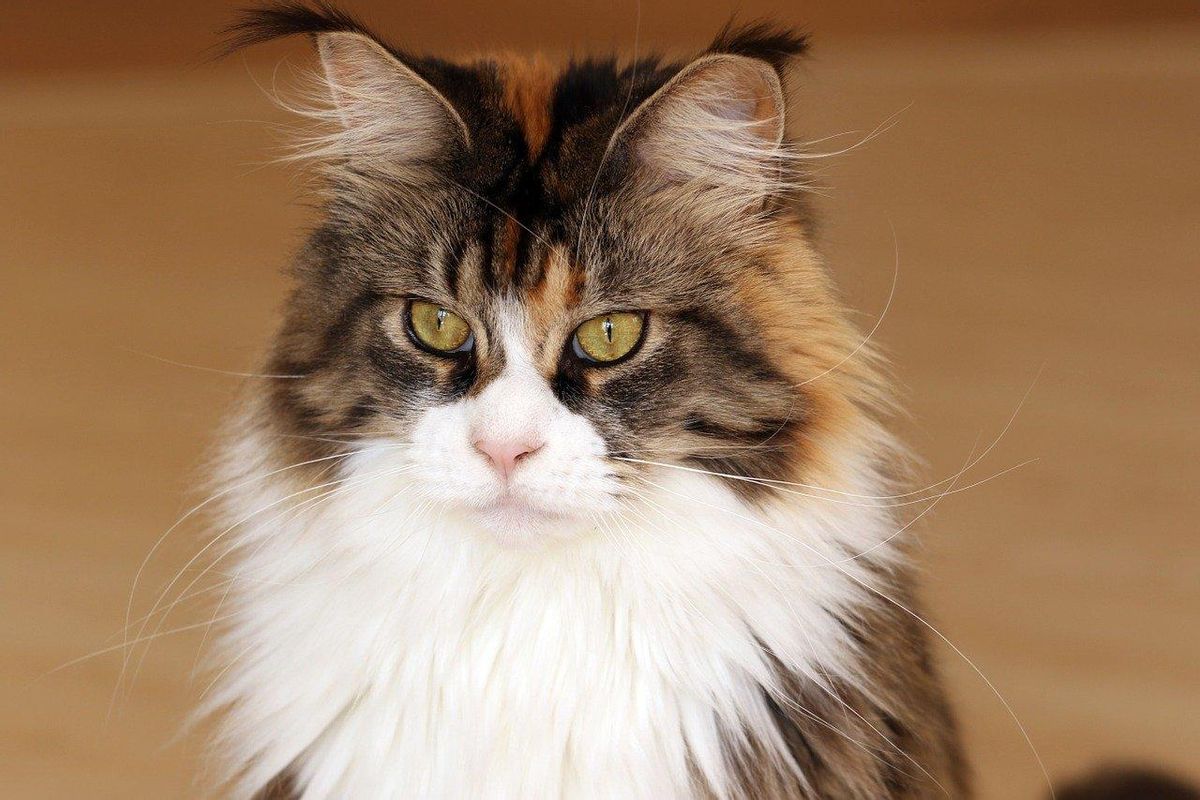 Gato de la raza Maine Coon.